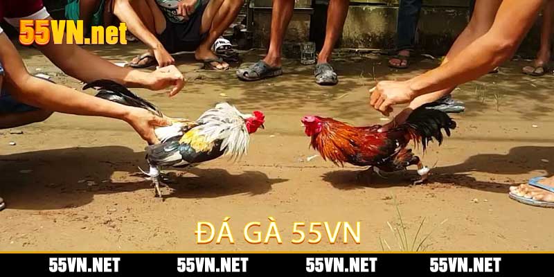 Đá Gà 55vn